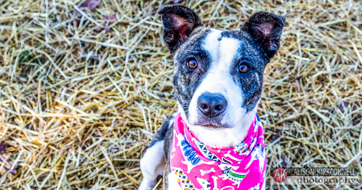 Animal Shelter Dog Portrait- Lake Wylie, South Carolina Photographer