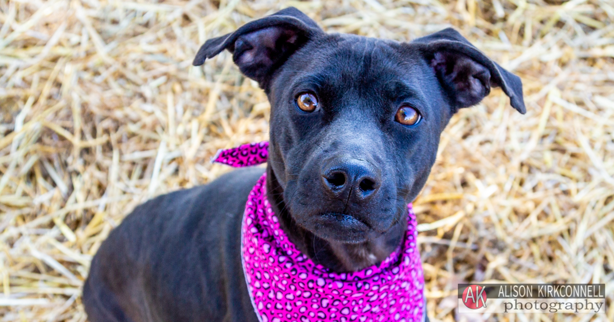 Animal Shelter Dog Portrait- Charlotte, North Carolina Photographer