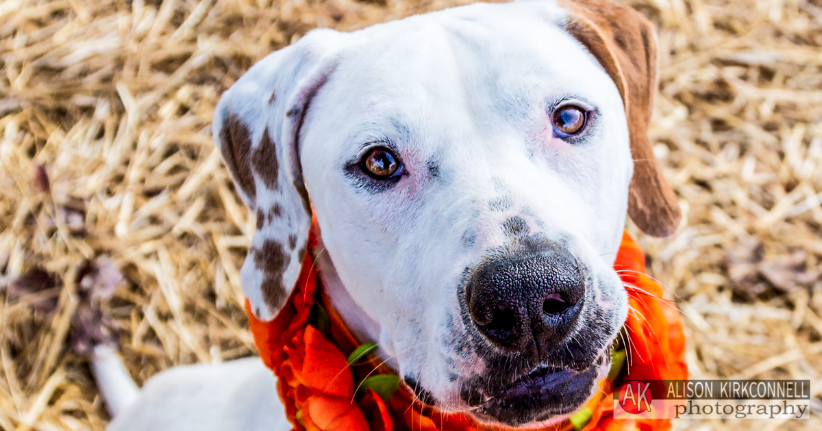 Animal Shelter Dog Portrait- Ballantyne Charlotte, North Carolina Photographer