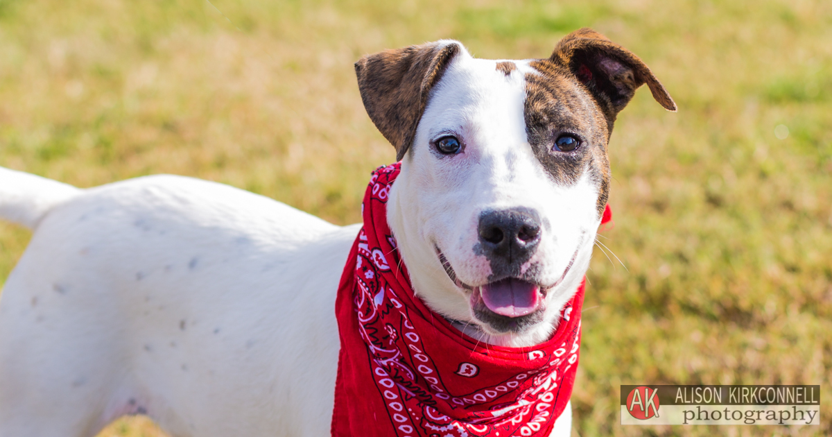 Animal Shelter Dog Portrait- Indian Land, South Carolina Photographer