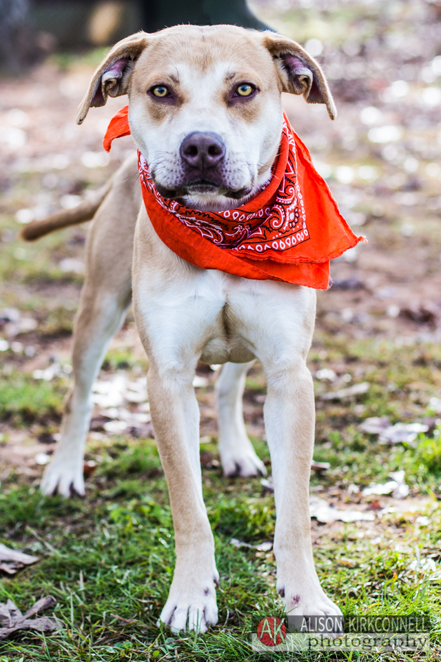 365 Shelter Dogs Day 147