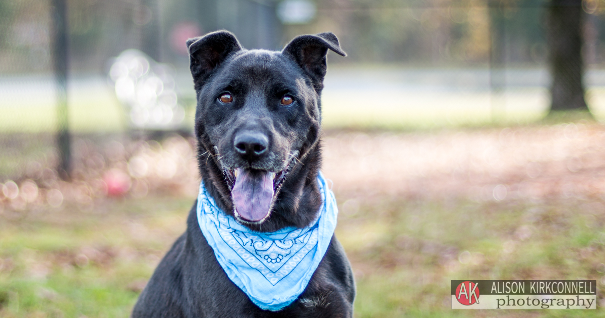 Animal Shelter Dog Portrait- Tega Cay, South Carolina Photographer