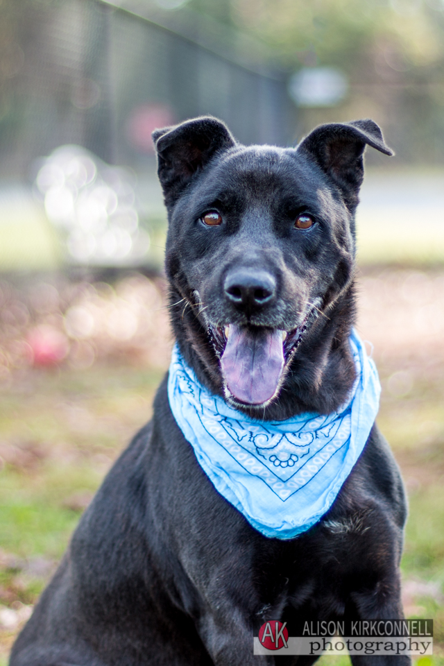 365 Shelter Dogs Day 148