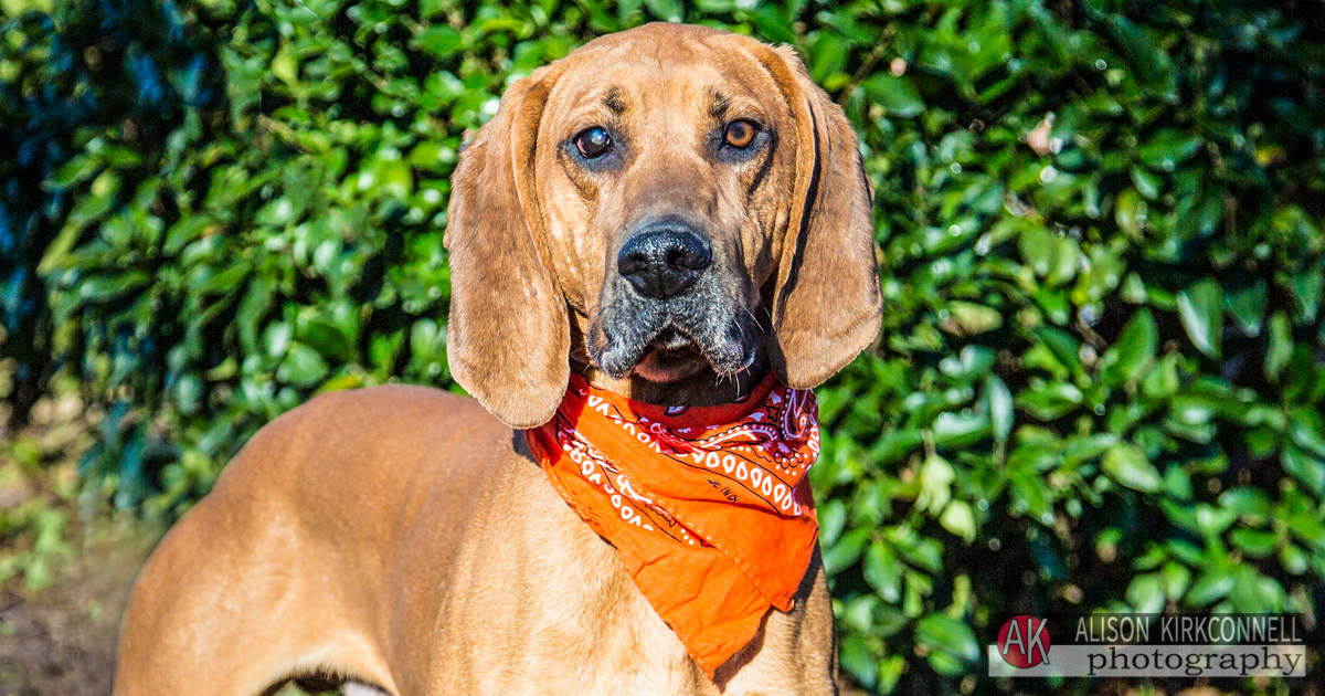 Animal Shelter Dog Portrait- Lake Wylie, South Carolina Photographer