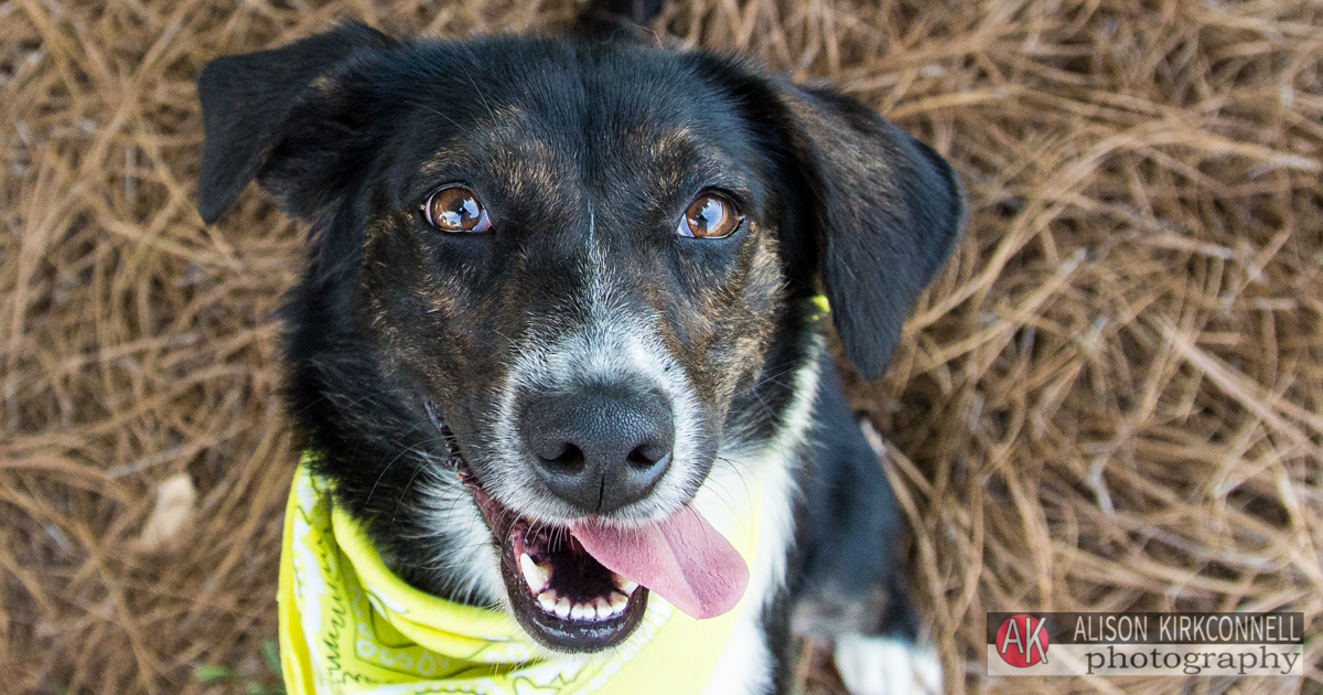 Animal Shelter Dog Portrait- Charlotte, North Carolina Photographer