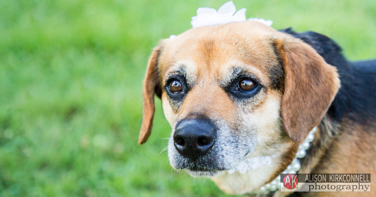 Animal Shelter Dog Portrait- Tega Cay, South Carolina Photographer