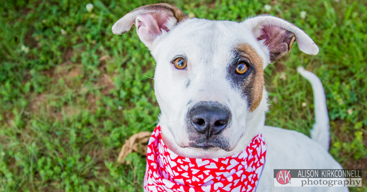 Animal Shelter Dog Portrait- Lake Wylie, South Carolina Photographer