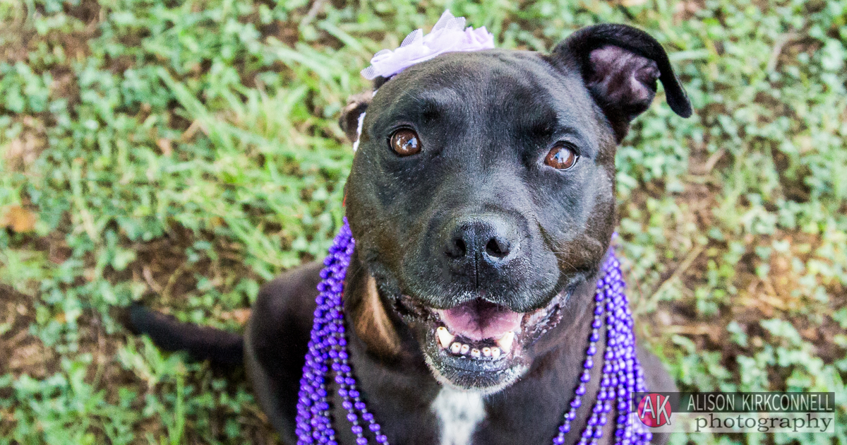 Animal Shelter Dog Portrait- Charlotte, North Carolina Photographer