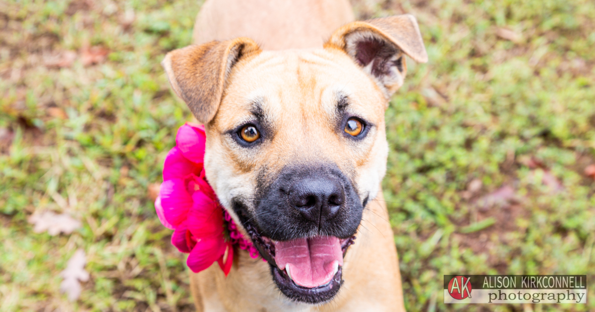 Animal Shelter Dog Portrait- Ballantyne Charlotte, North Carolina Photographer