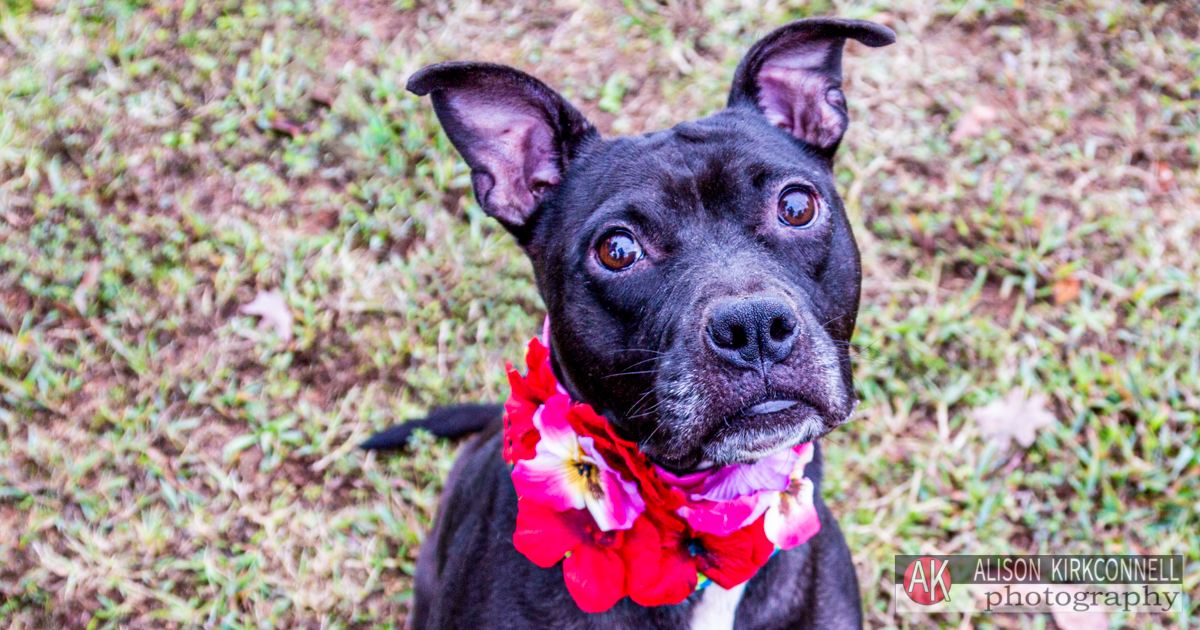 Animal Shelter Dog Portrait- Indian Land, South Carolina Photographer