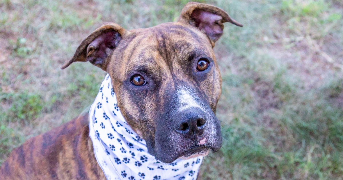 Animal Shelter Dog Portrait- Fort Mill, South Carolina Photographer