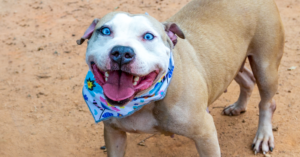 Animal Shelter Dog Portrait- Tega Cay, South Carolina Photographer