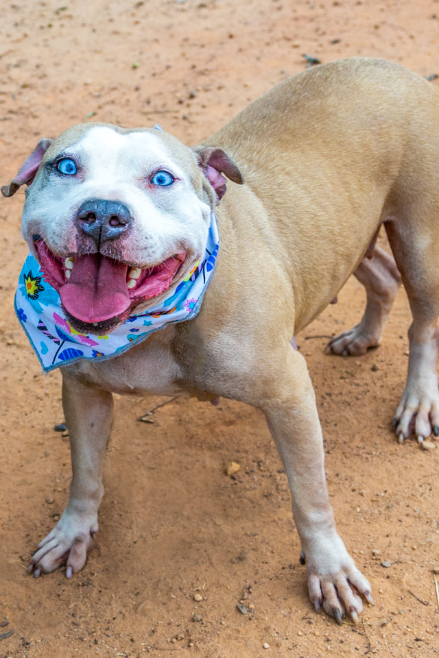 365 Shelter Dogs Day 166- Pitbull seized as part of alleged dog fighting operation