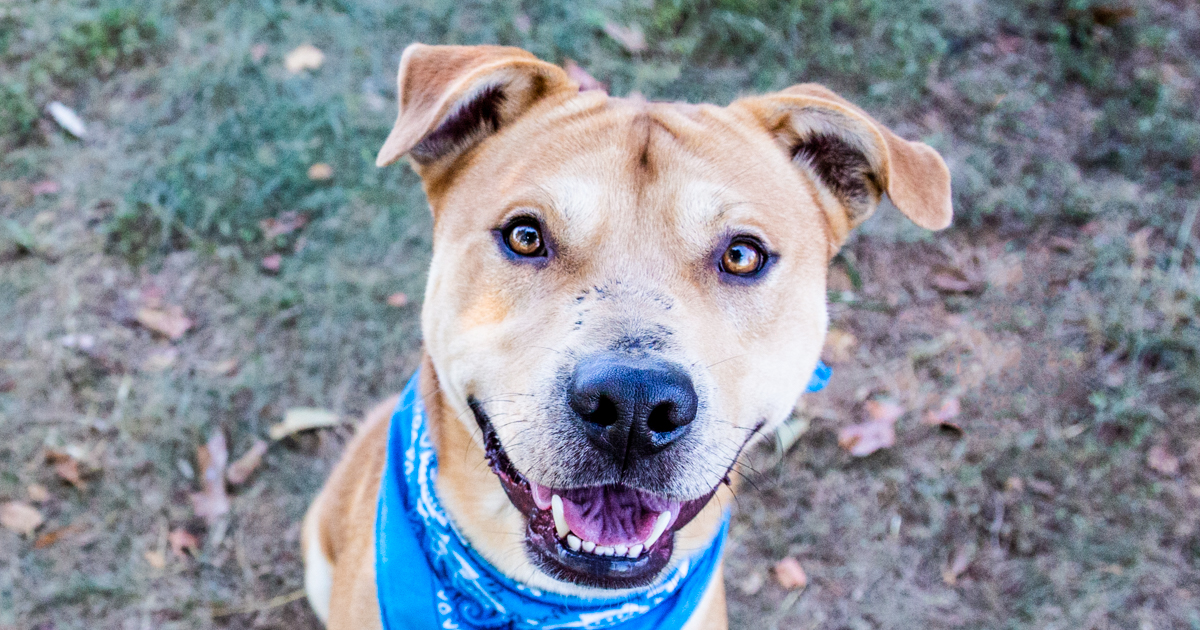 Animal Shelter Dog Portrait- Lake Wylie, South Carolina Photographer