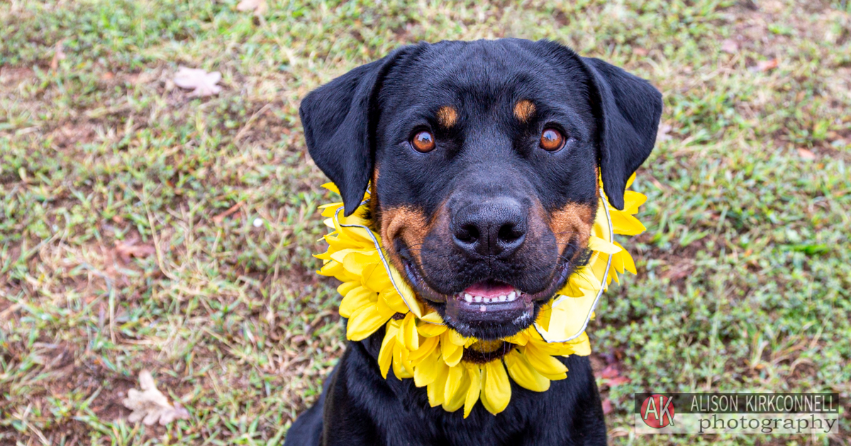 Animal Shelter Dog Portrait- Charlotte, North Carolina Photographer