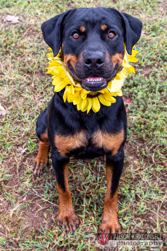 365 Shelter Dogs Day 168