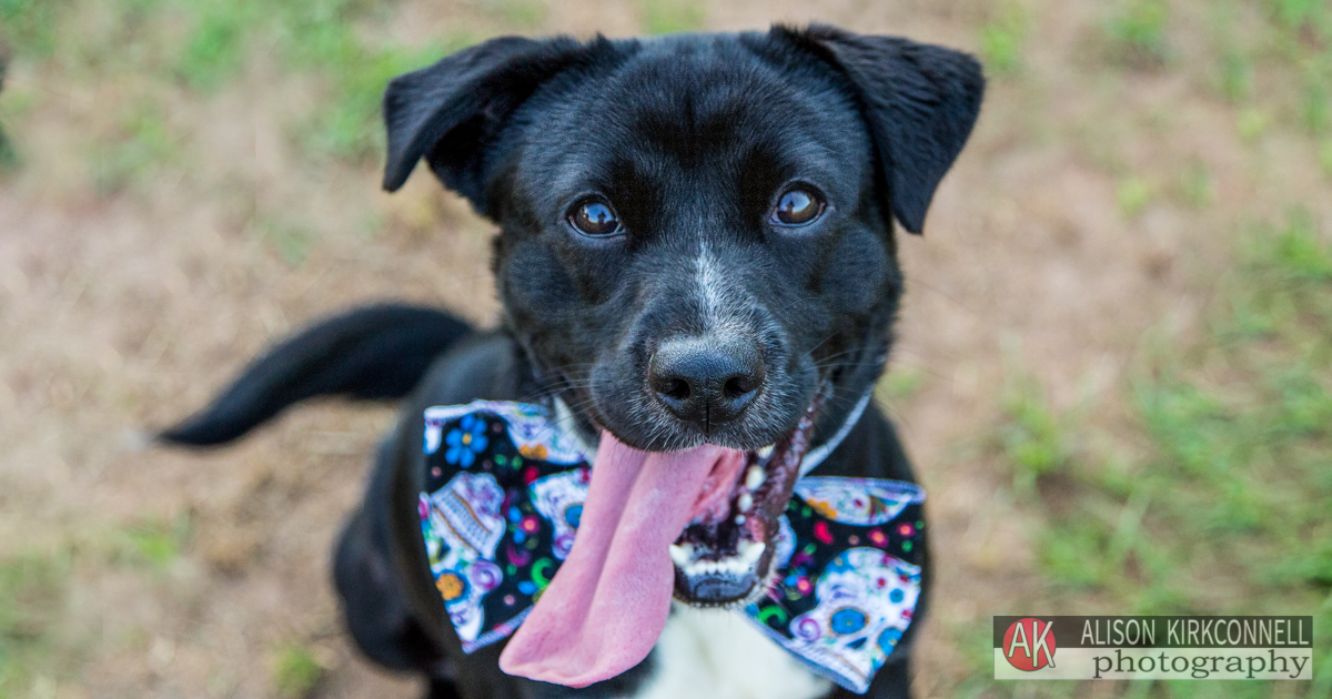 Animal Shelter Dog Portrait- Ballantyne Charlotte, North Carolina Photographer