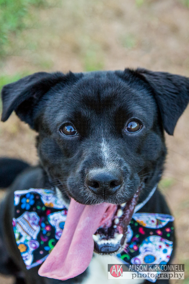 365 Shelter Dogs Day 169