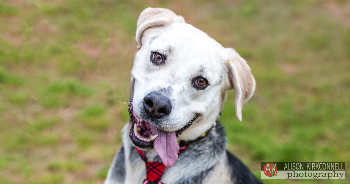 Animal Shelter Dog Portrait- Indian Land, South Carolina Photographer