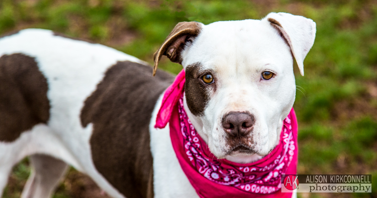 Animal Shelter Dog Portrait- Fort Mill, South Carolina Photographer