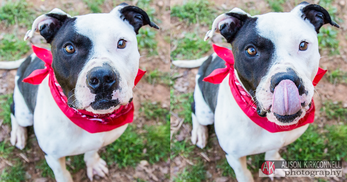 Animal Shelter Dog Portrait- Tega Cay, South Carolina Photographer