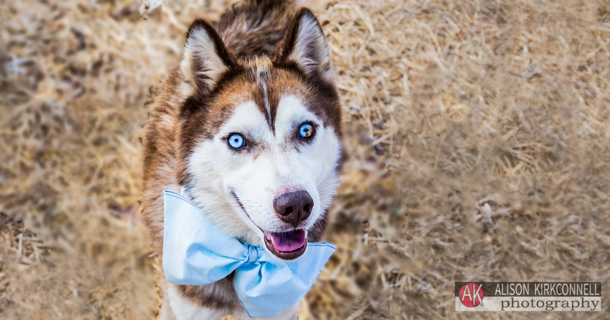 Animal Shelter Dog Portrait- Lake Wylie, South Carolina Photographer