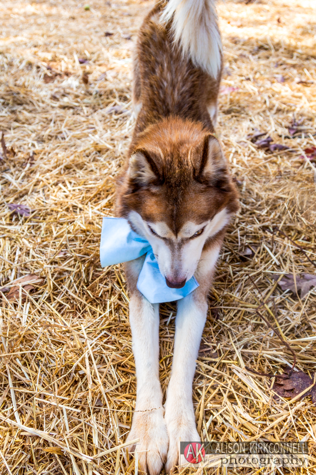 365 Shelter Dogs Day 173