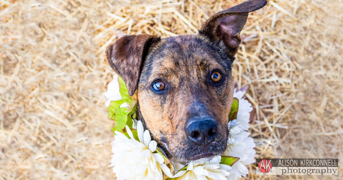 Animal Shelter Dog Portrait- Charlotte, North Carolina Photographer