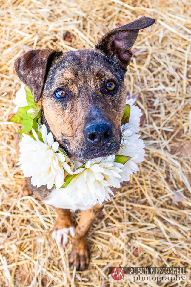 365 Shelter Dogs Day 174