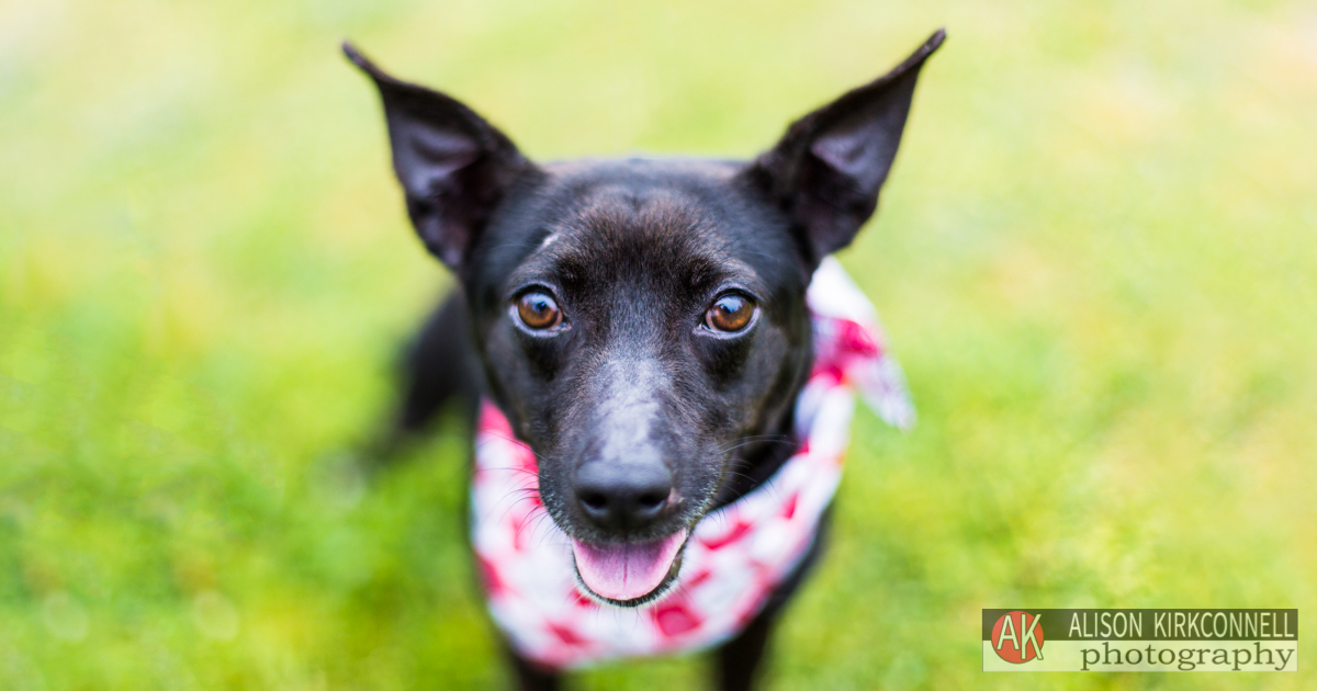 Animal Shelter Dog Portrait- Ballantyne Charlotte, North Carolina Photographer