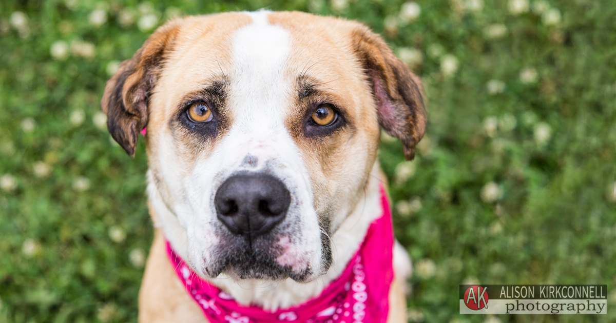 Animal Shelter Dog Portrait- Indian Land, South Carolina Photographer