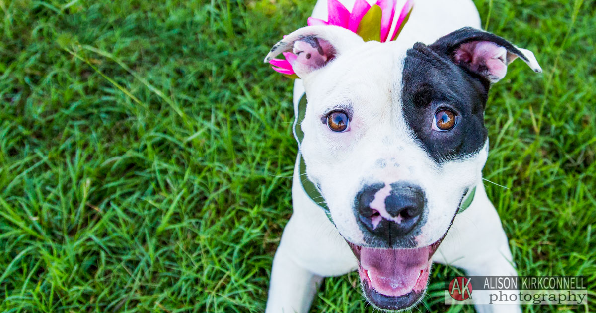 Animal Shelter Dog Portrait- Fort Mill, South Carolina Photographer