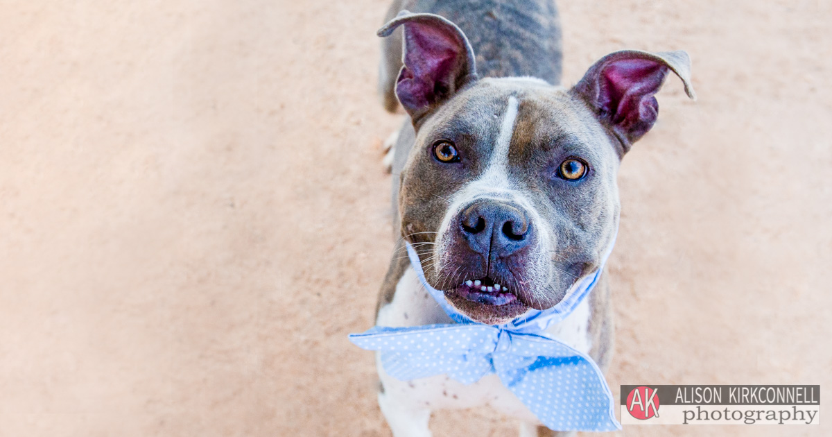 Animal Shelter Dog Portrait- Tega Cay, South Carolina Photographer