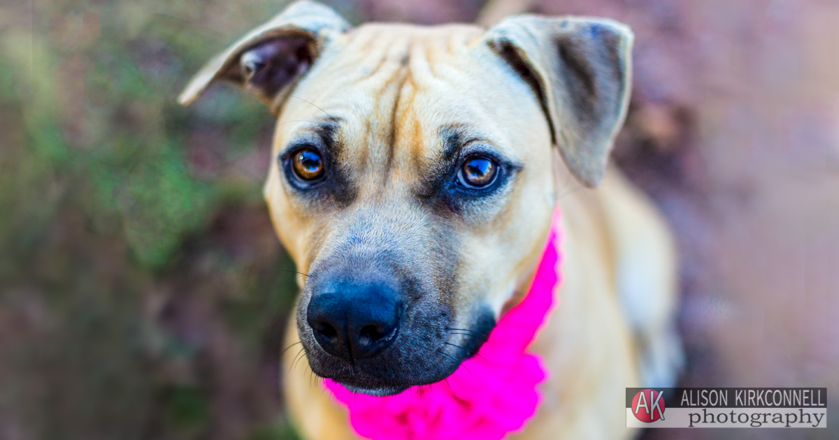 Animal Shelter Dog Portrait- Lake Wylie, South Carolina Photographer