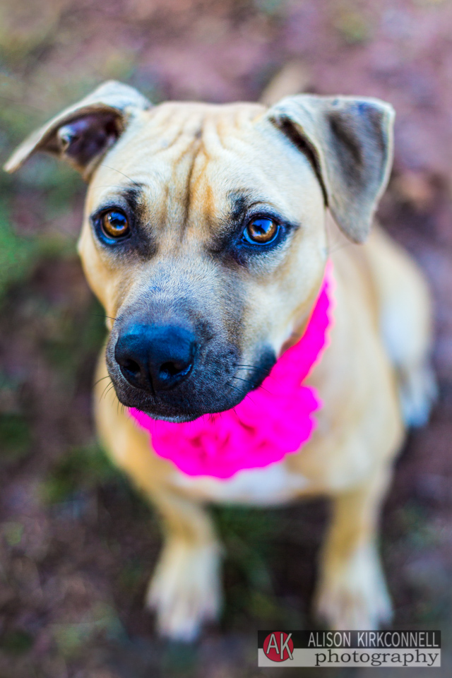 365 Shelter Dogs Day 179