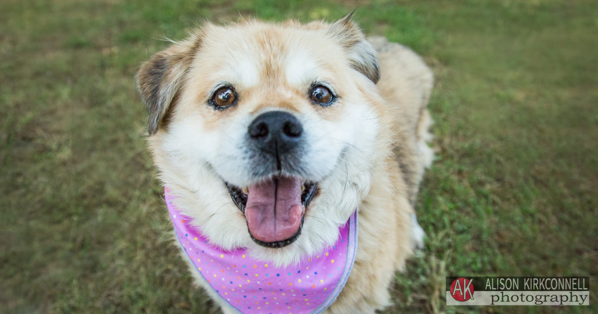 Animal Shelter Dog Portrait- Lake Wylie, South Carolina Photographer