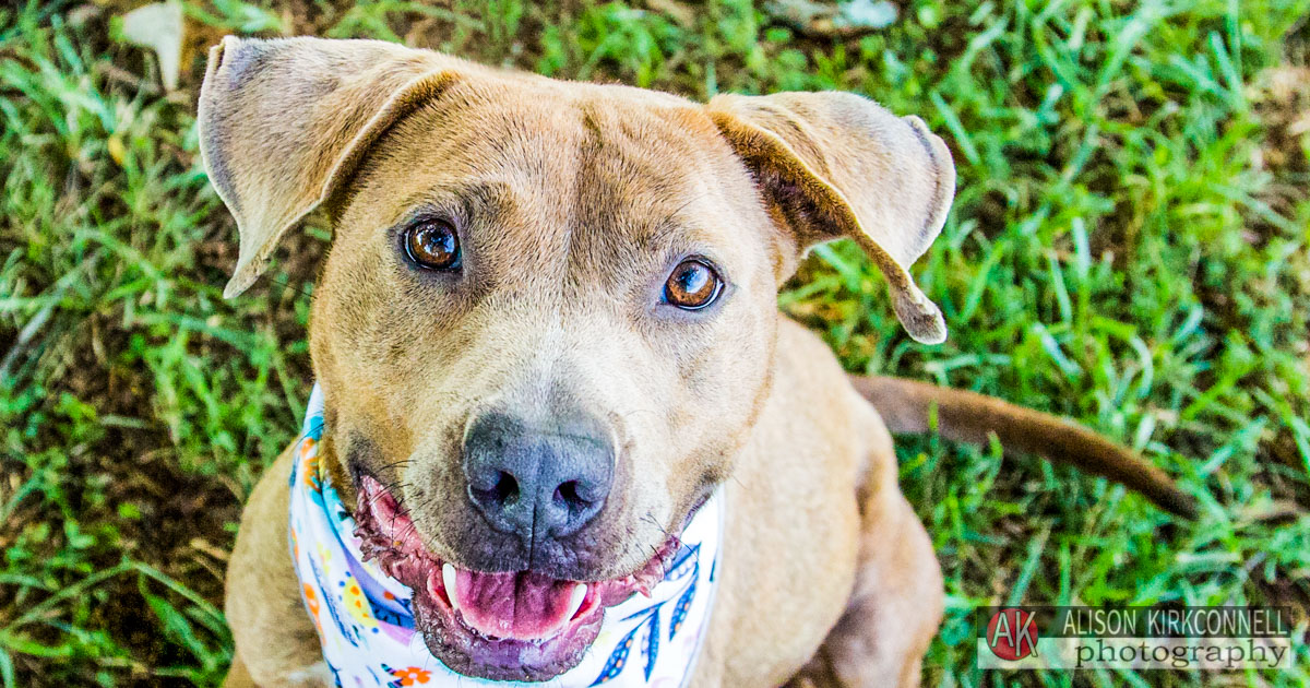 Animal Shelter Dog Portrait- Charlotte, North Carolina Photographer