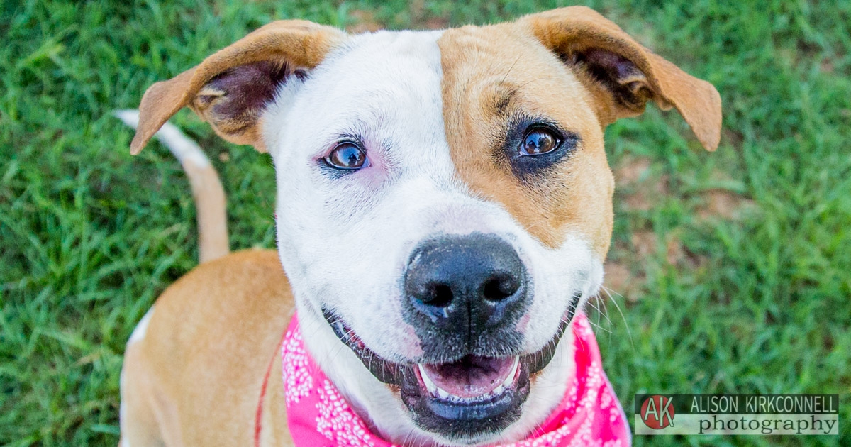 Animal Shelter Dog Portrait- Ballantyne Charlotte, North Carolina Photographer