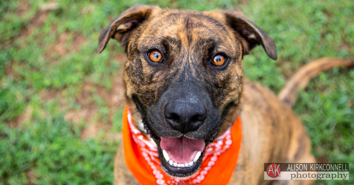 Animal Shelter Dog Portrait- Indian Land, South Carolina Photographer