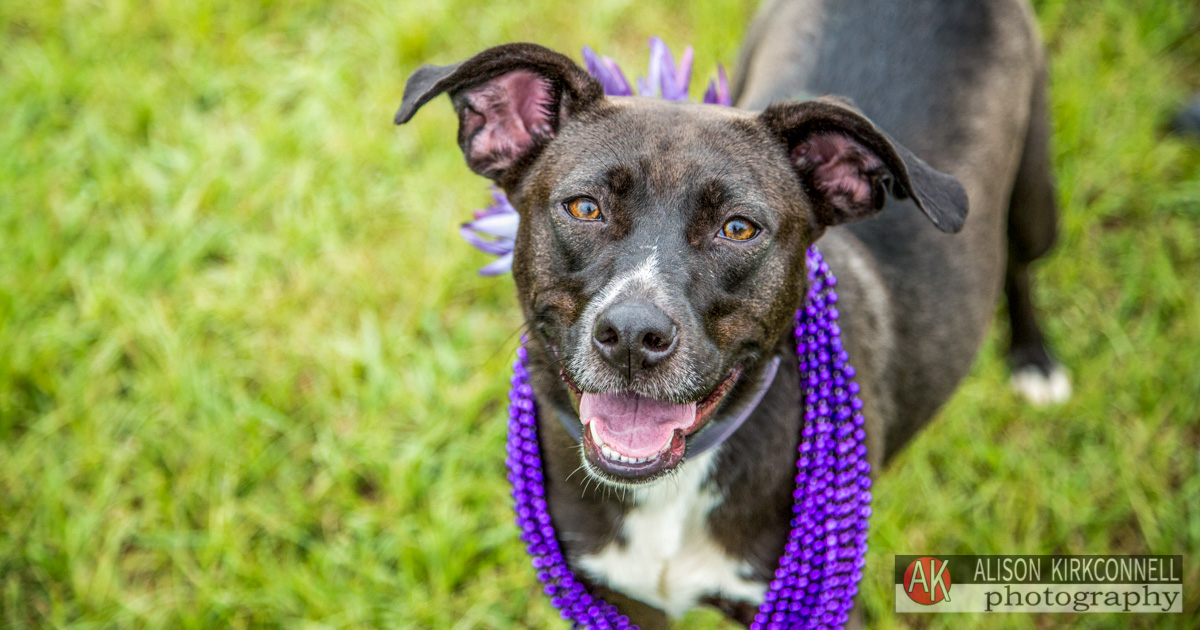 Animal Shelter Dog Portrait- Fort Mill, South Carolina Photographer