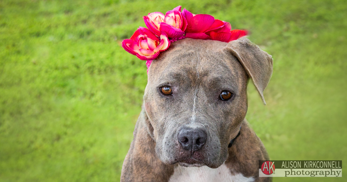 Animal Shelter Dog Portrait- Tega Cay, South Carolina Photographer