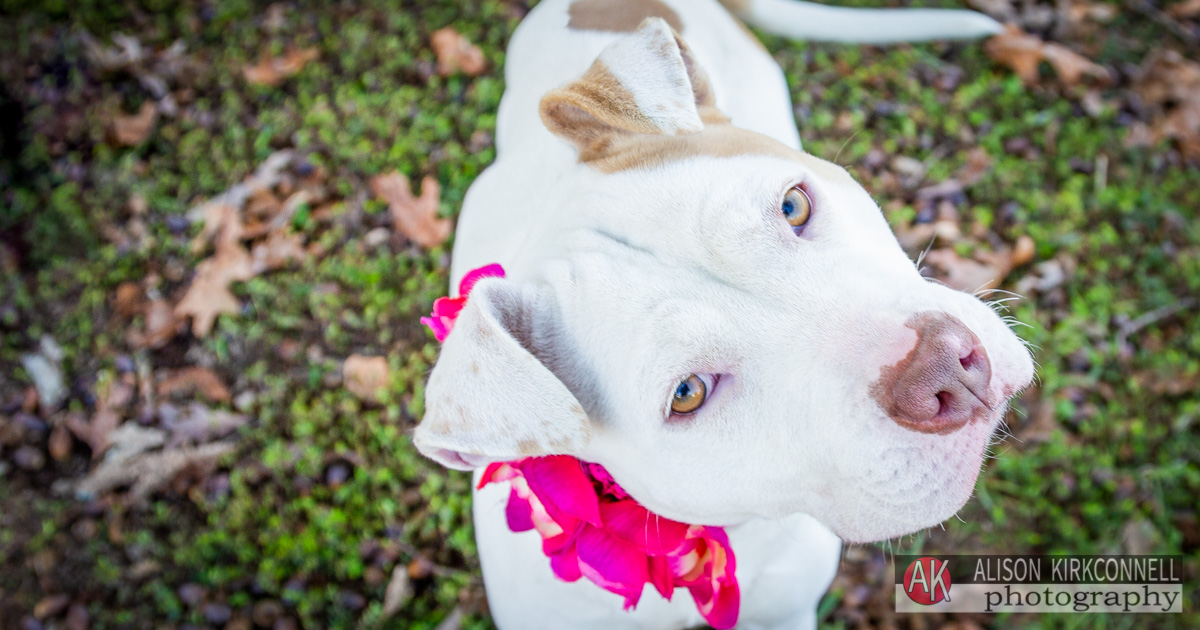 Animal Shelter Dog Portrait- Lake Wylie, South Carolina Photographer