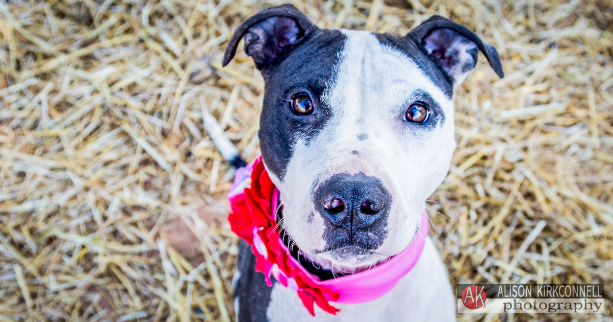 Animal Shelter Dog Portrait- Charlotte, North Carolina Photographer