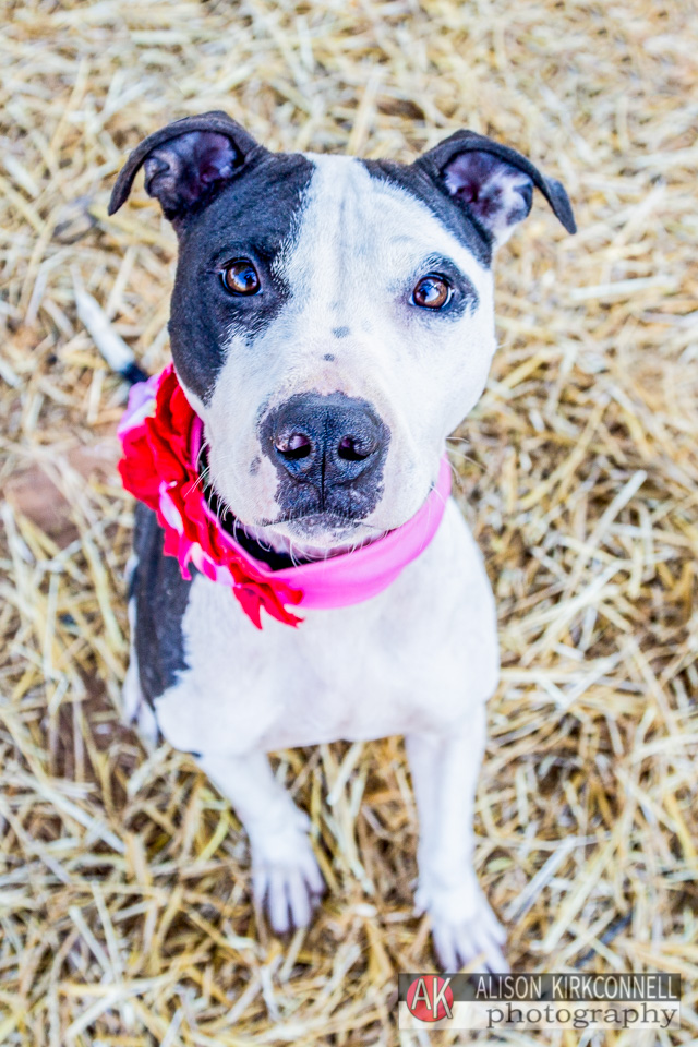 365 Shelter Dogs Day 198