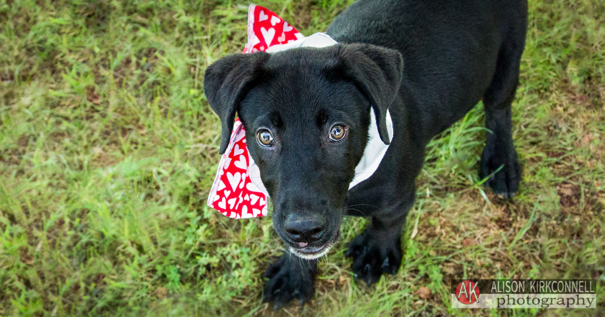 Animal Shelter Dog Portrait- Ballantyne Charlotte, North Carolina Photographer