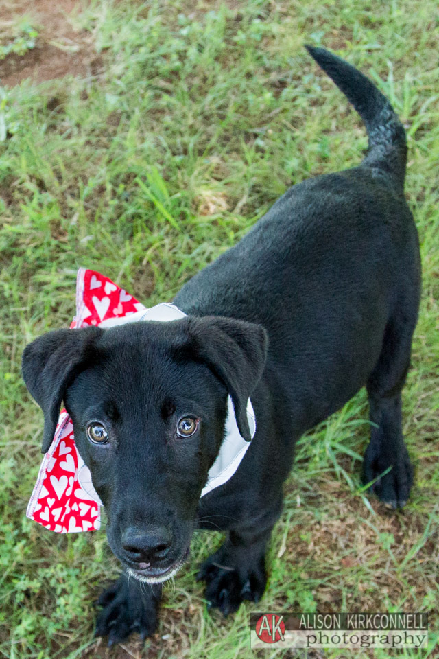 365 Shelter Dogs Day 199