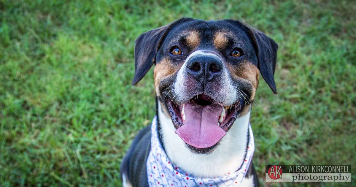 Animal Shelter Dog Portrait- Indian Land, South Carolina Photographer