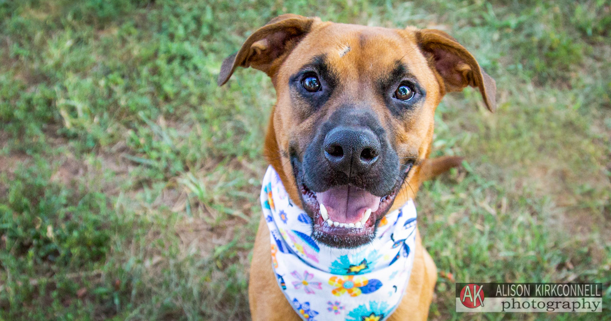 Animal Shelter Dog Portrait- Fort Mill, South Carolina Photographer