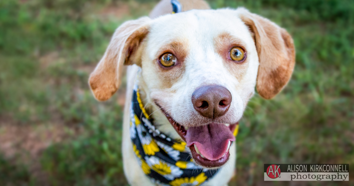 Animal Shelter Dog Portrait- Balantyne Charlotte, North Carolina Photographer