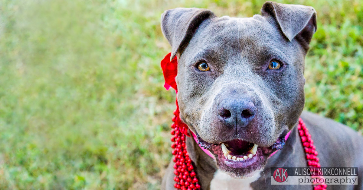 Animal Shelter Dog Portrait- Indian Land, South Carolina Photographer